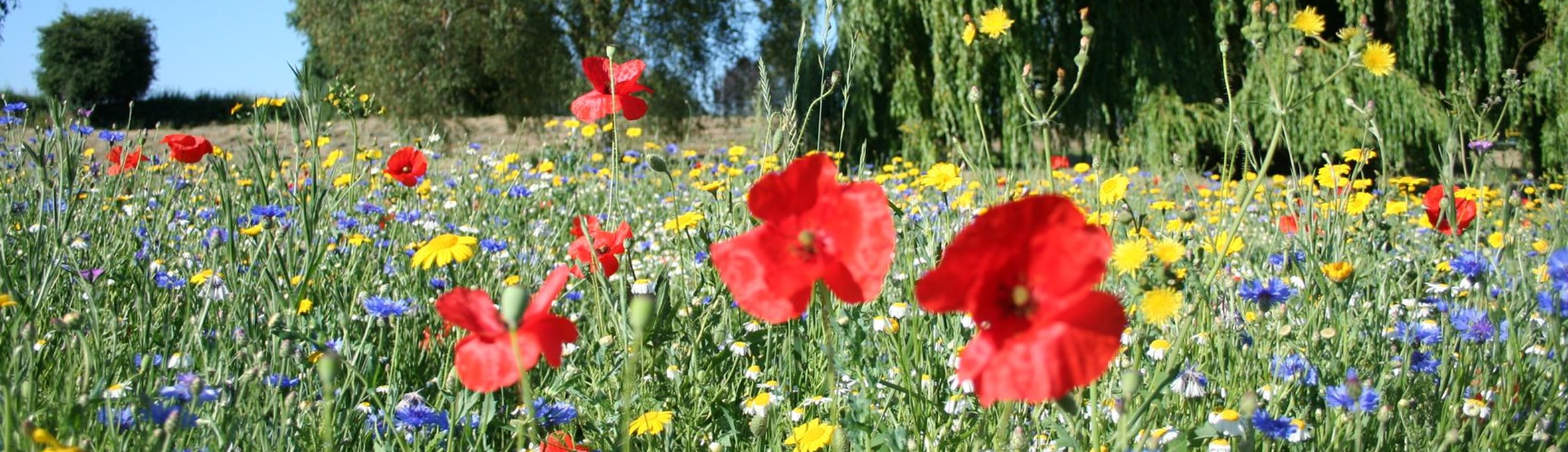 Wildflowers and poppies with willow tree and blue skies behind