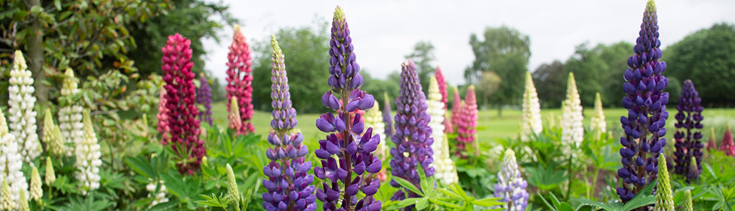 colourful lupin flowers